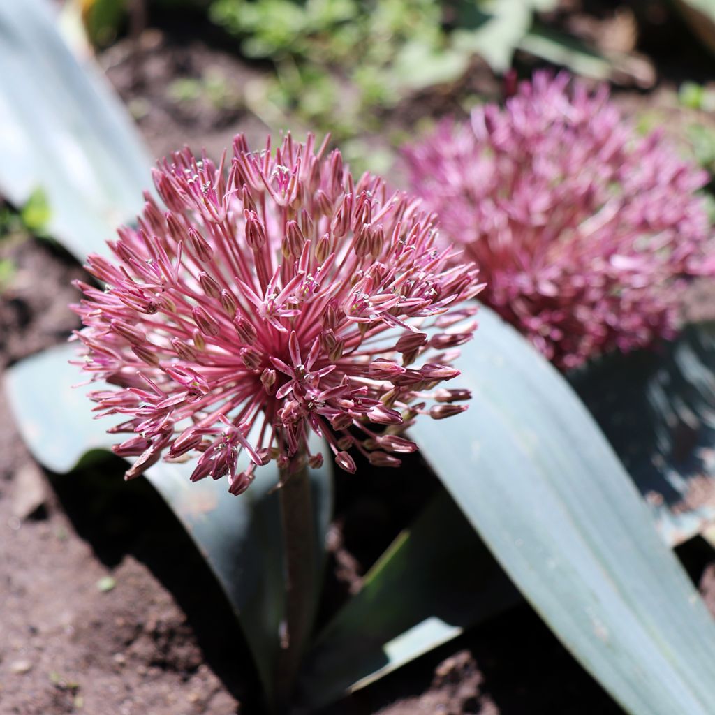 Ail d'ornement - Allium nevskianum