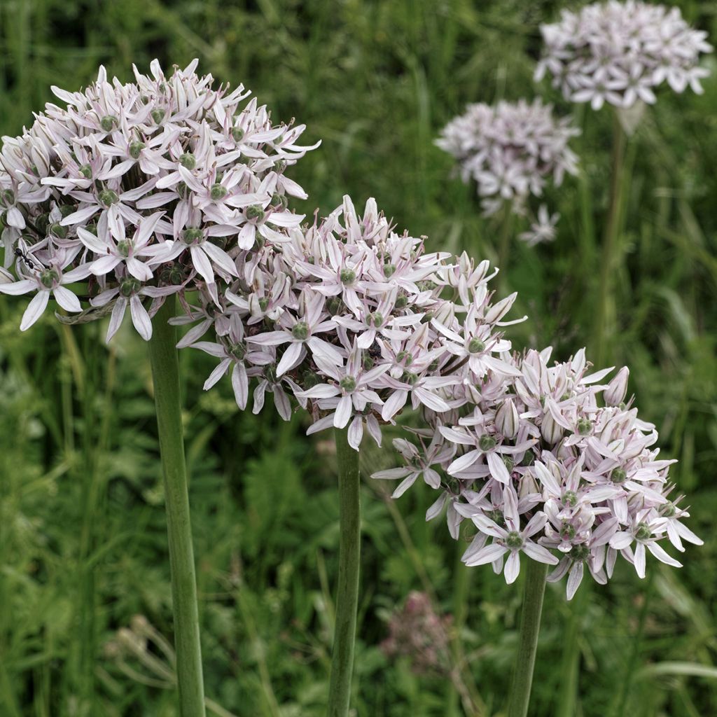 Ail d'ornement - Allium nigrum ou multibulbosum