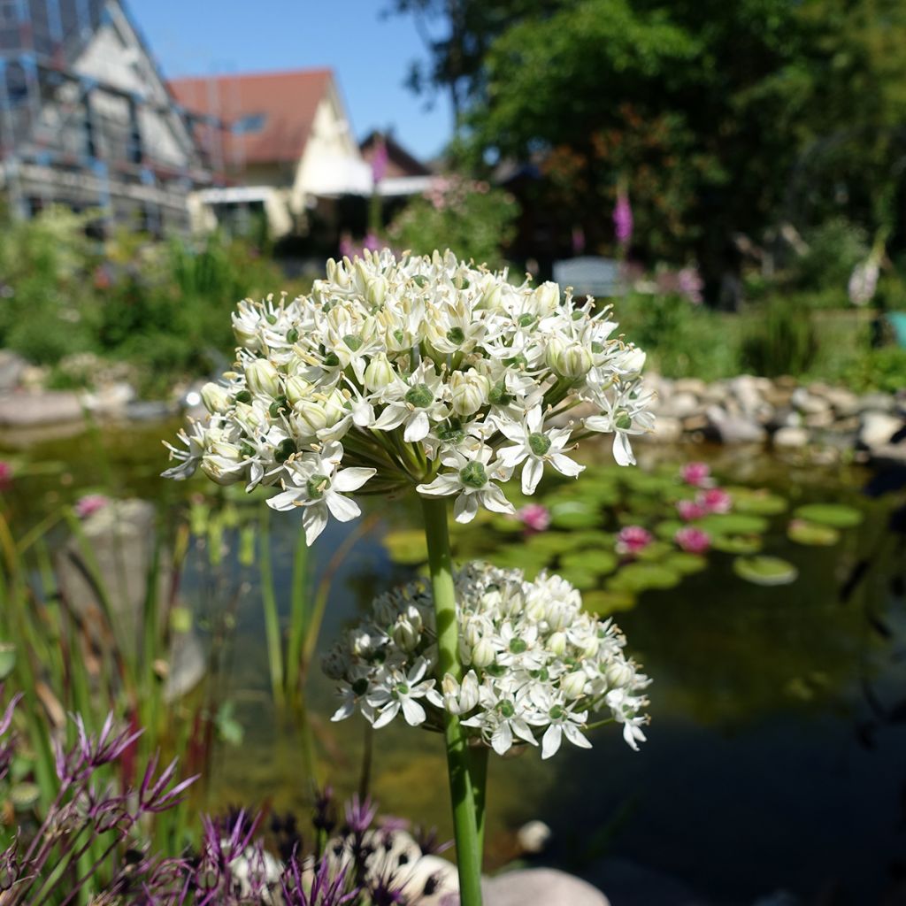 Ail d'ornement - Allium nigrum ou multibulbosum