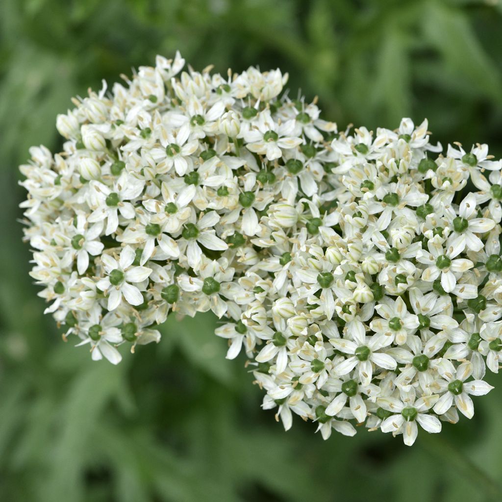 Ail d'ornement - Allium nigrum ou multibulbosum