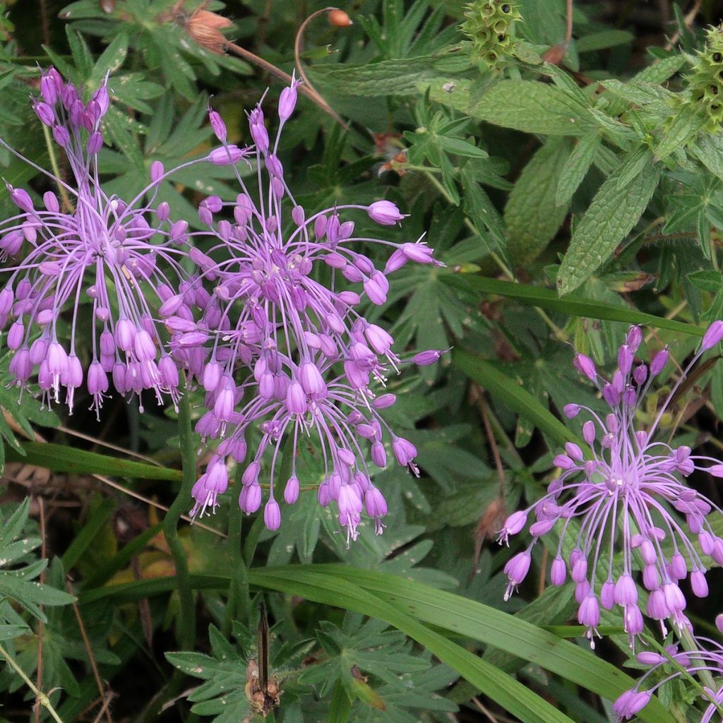 Ail d'ornement - Allium pulchellum