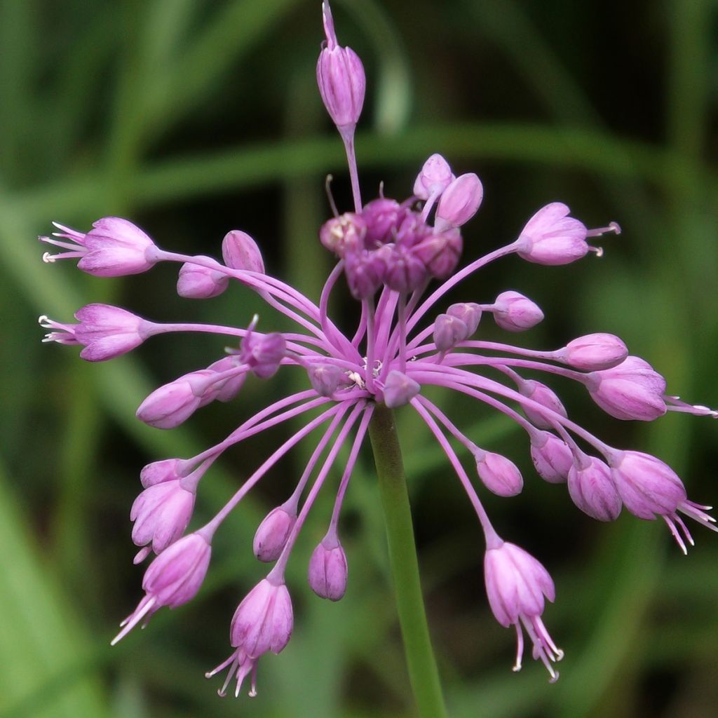 Ail d'ornement - Allium pulchellum