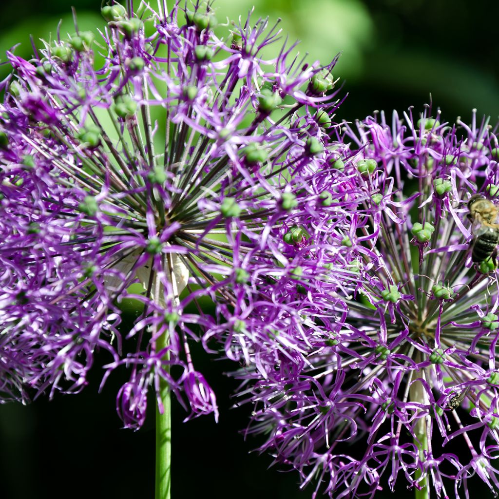 Ail d'ornement - Allium rosenbachianum