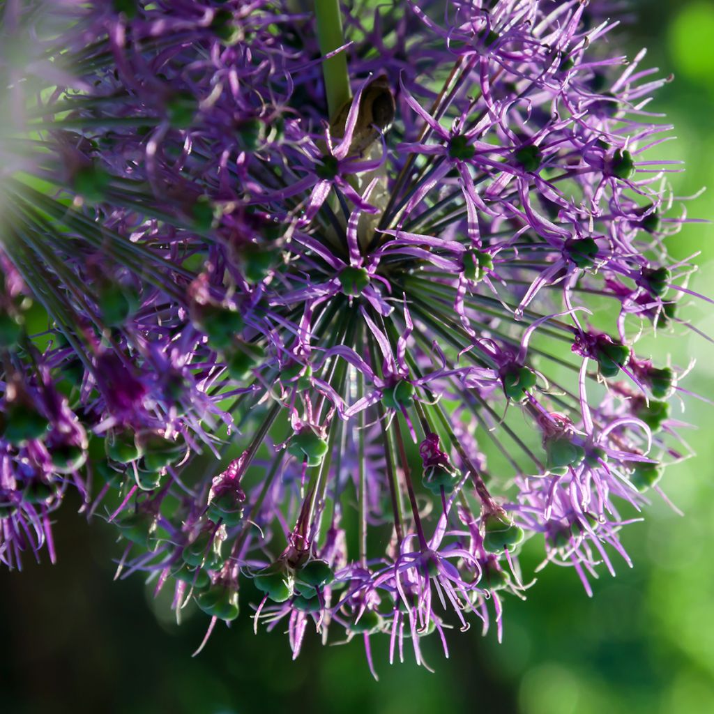 Ail d'ornement - Allium rosenbachianum