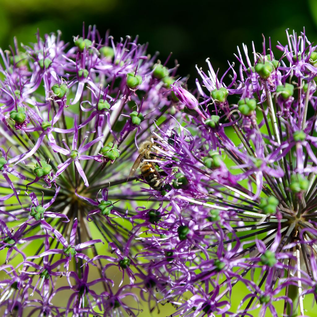 Ail d'ornement - Allium rosenbachianum