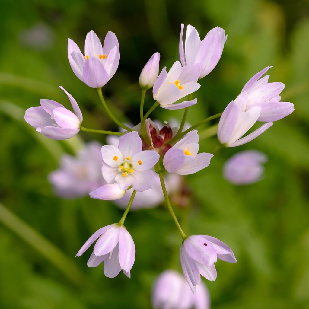 Ail d'ornement - Allium roseum