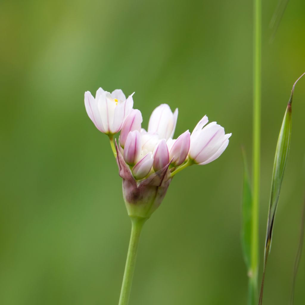 Ail d'ornement - Allium roseum