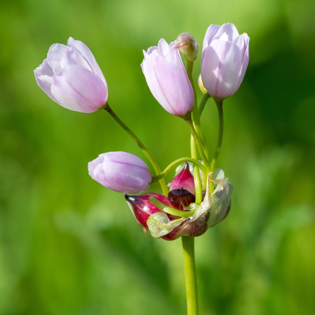 Ail d'ornement - Allium roseum