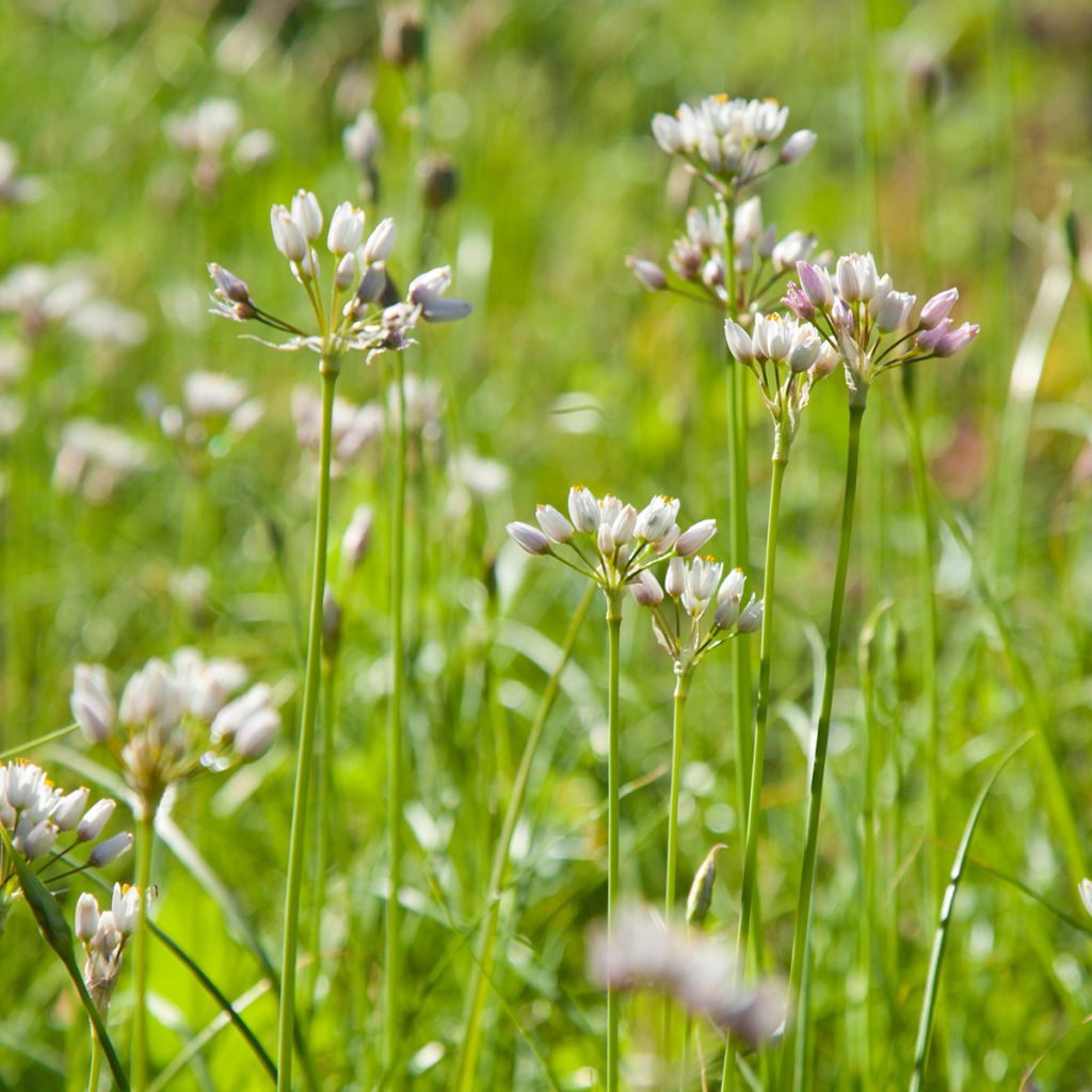 Ail d'ornement - Allium roseum