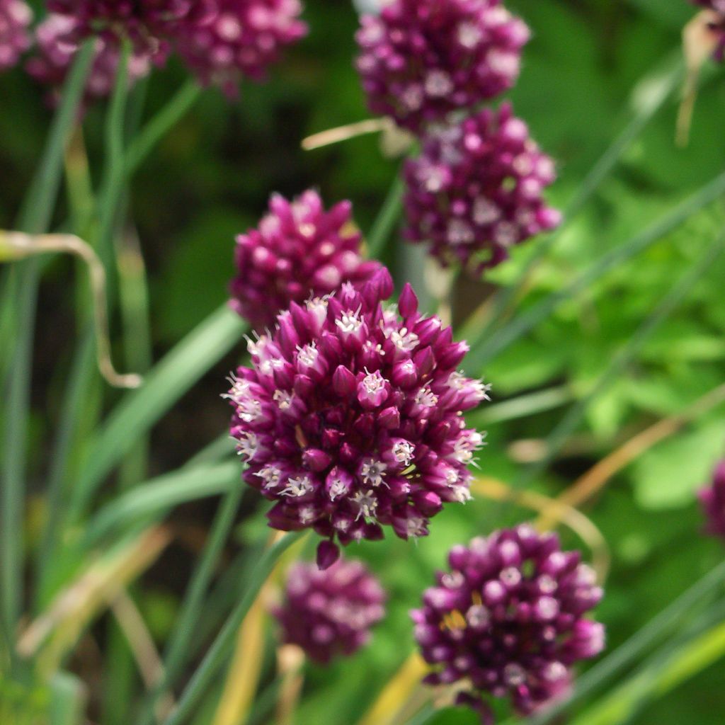 Ail d'ornement - Allium rotundum subsp. jajlae