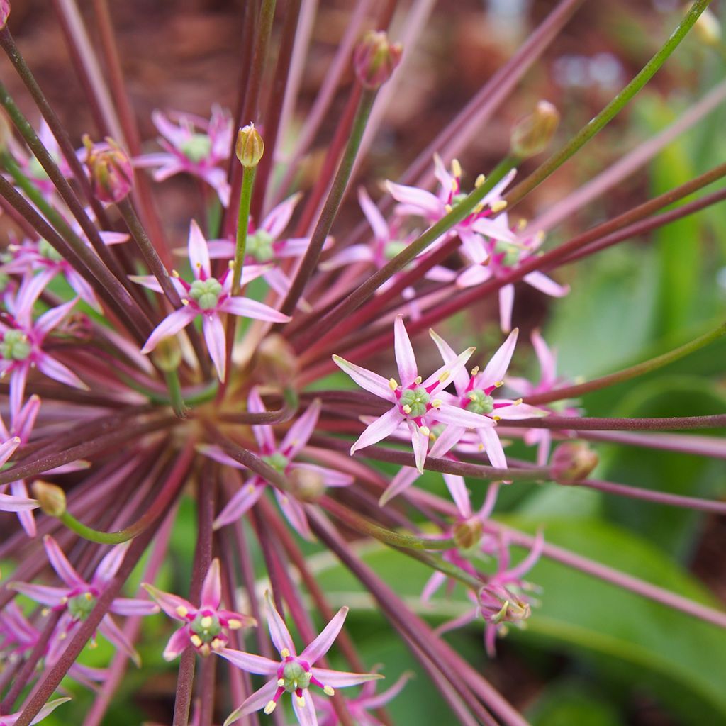 Ail d'ornement - Allium schubertii