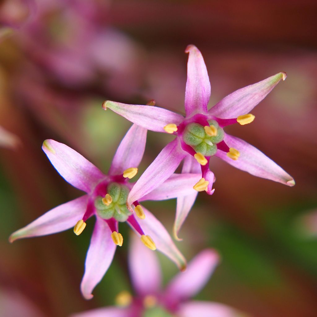 Ail d'ornement - Allium schubertii