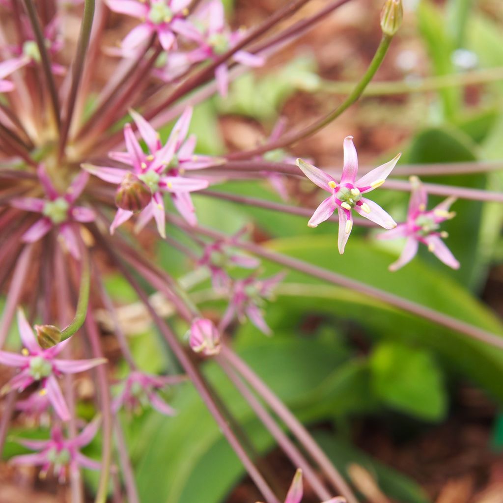 Ail d'ornement - Allium schubertii