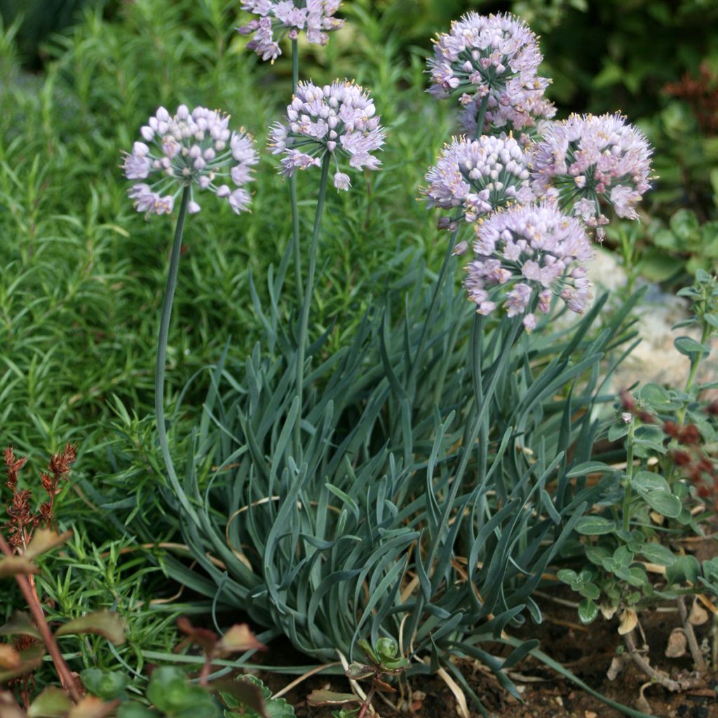 Ail d'ornement - Allium senescens Lisa Blue