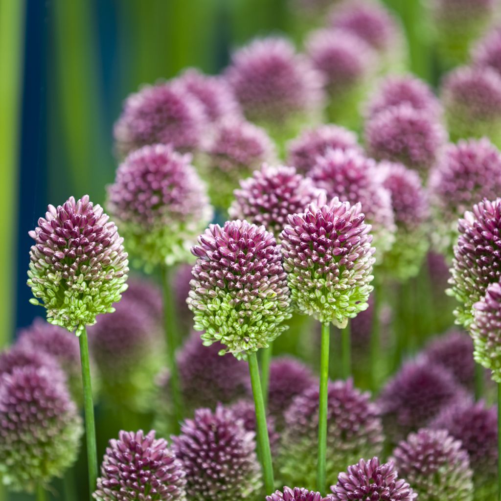 Ail d'ornement - Allium sphaerocephalon