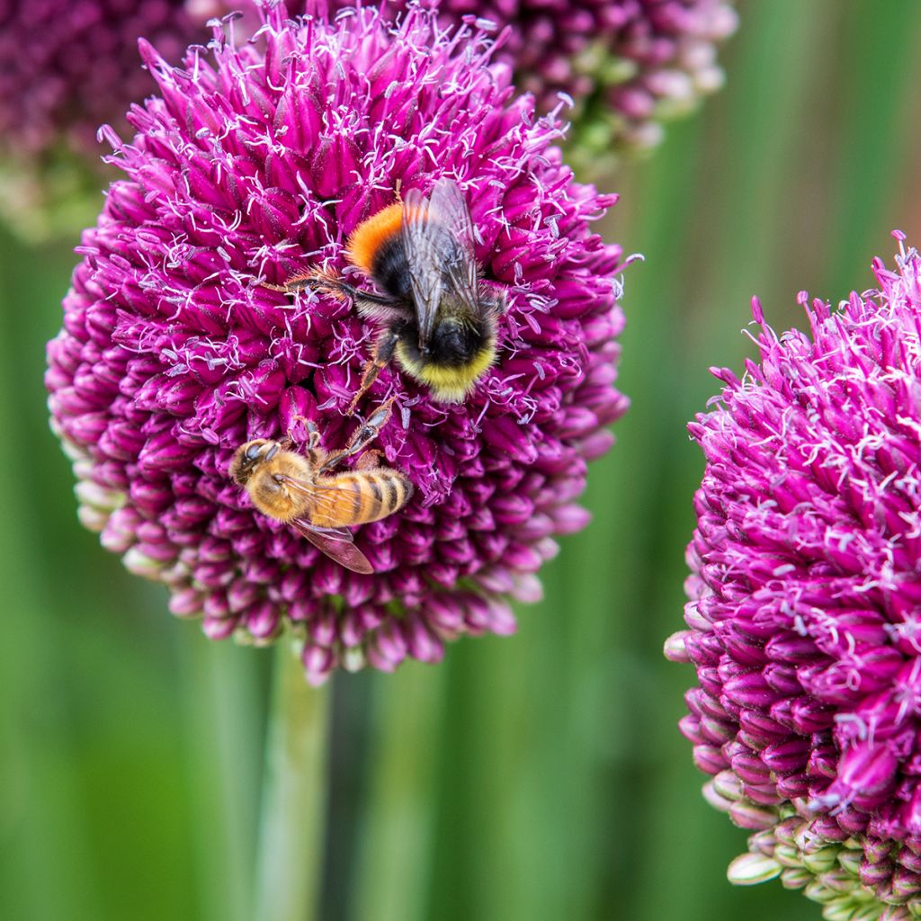 Ail d'ornement - Allium sphaerocephalon