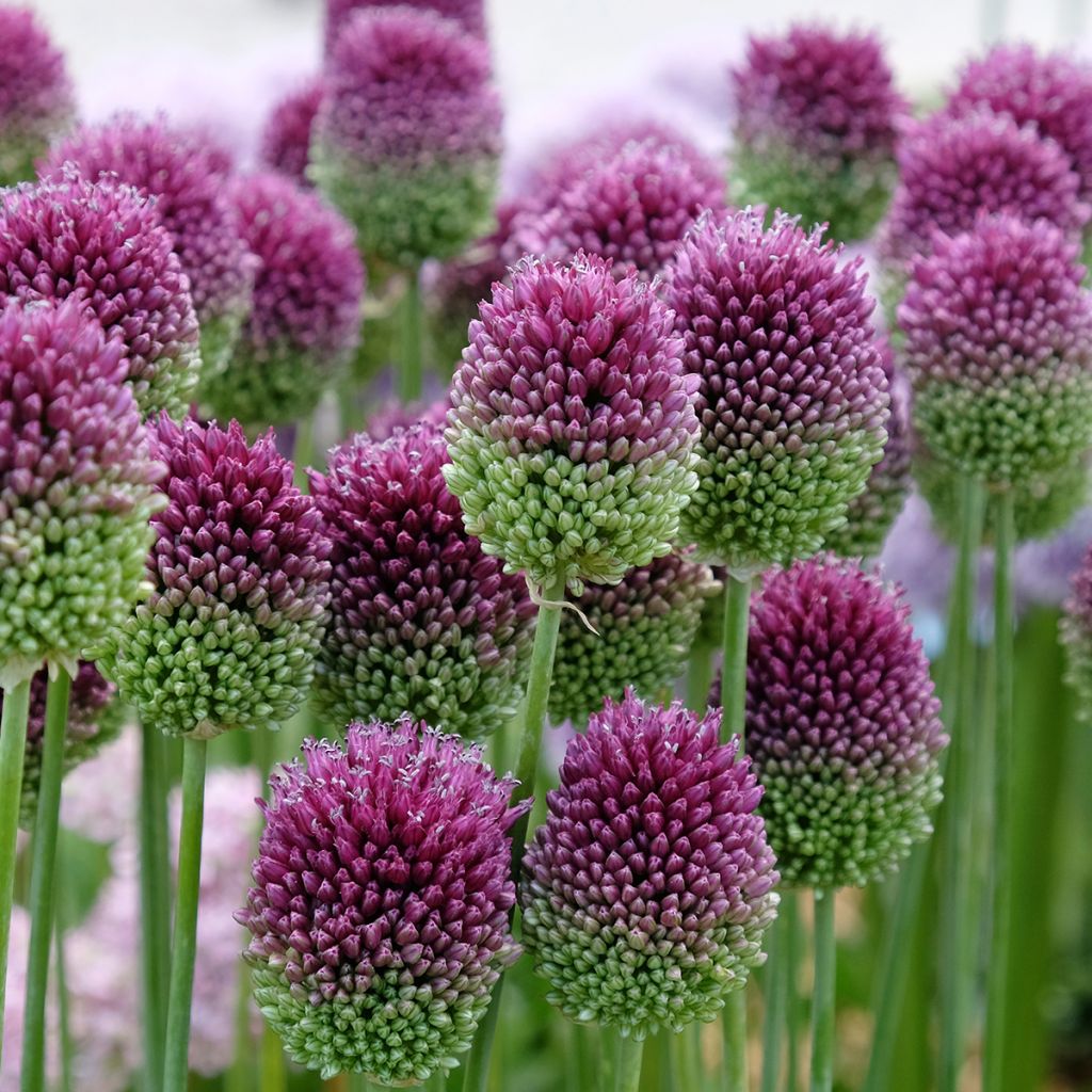 Ail d'ornement - Allium sphaerocephalon