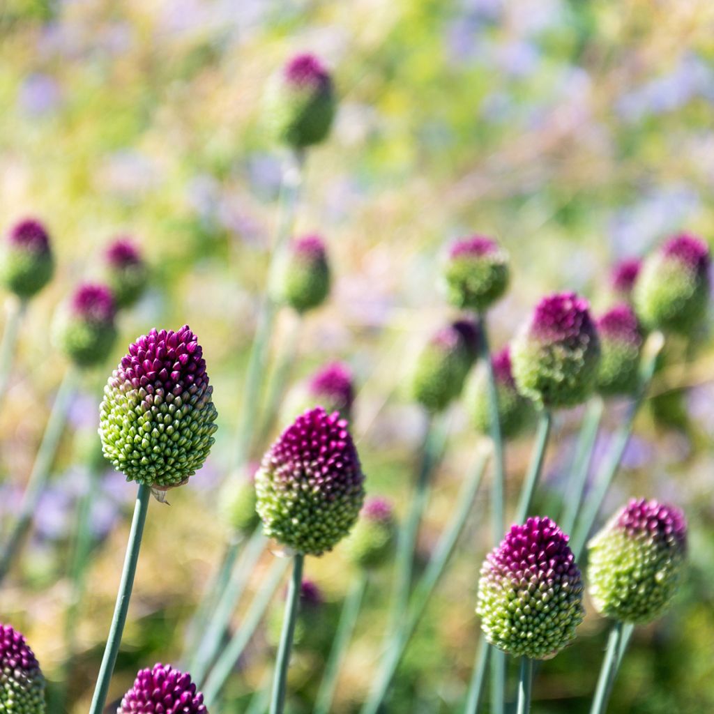 Ail d'ornement - Allium sphaerocephalon