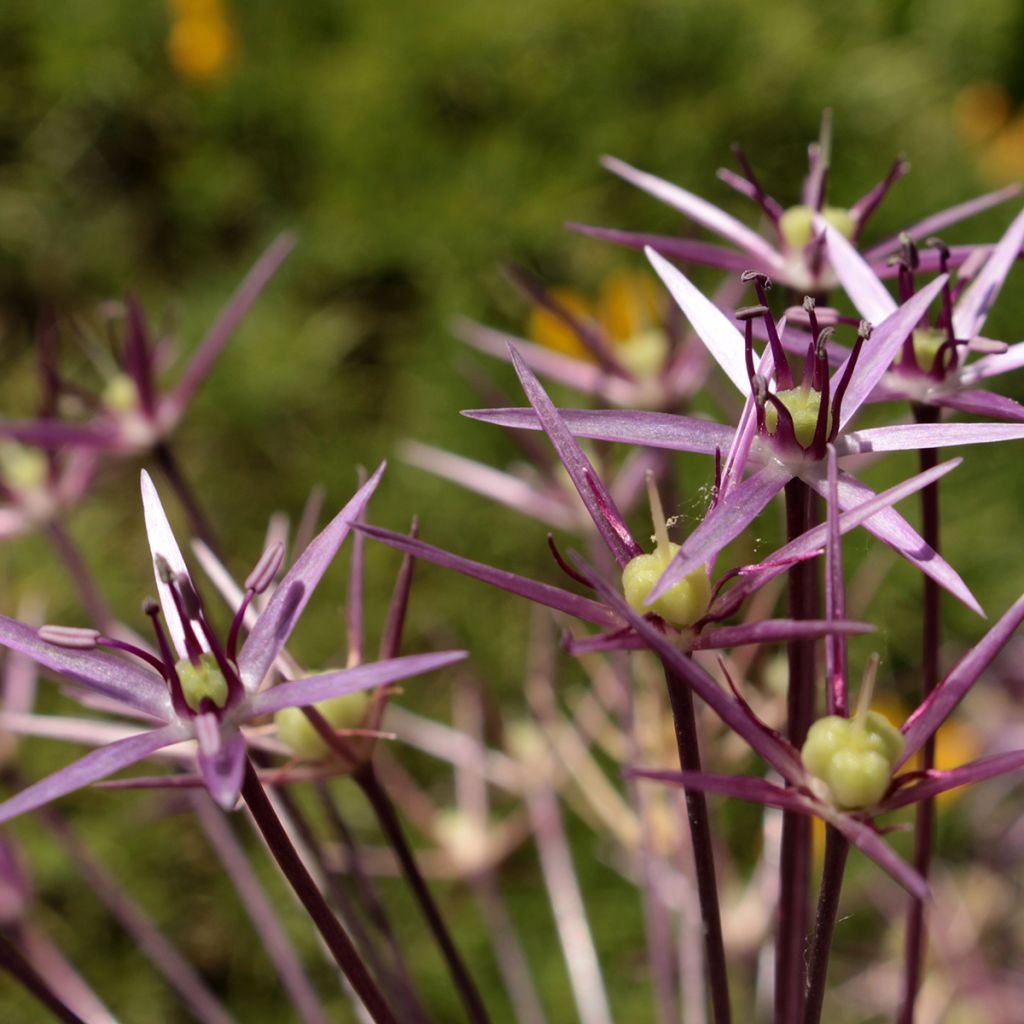 Ail d'ornement Etoile de Perse - Allium christophii ou albopilosum