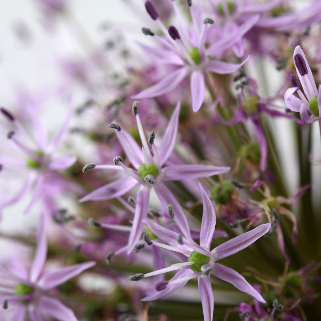 Ail d'ornement Etoile de Perse - Allium christophii ou albopilosum