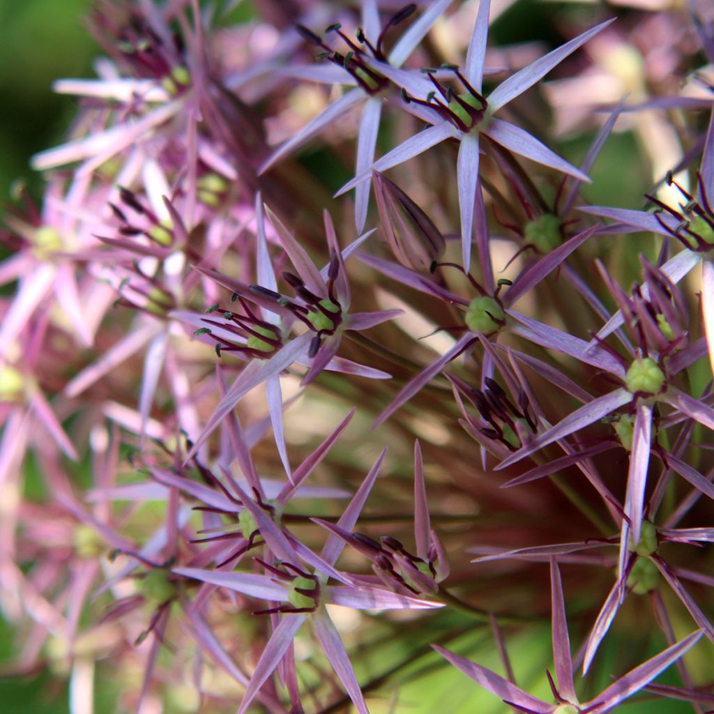 Ail d'ornement Etoile de Perse - Allium christophii ou albopilosum