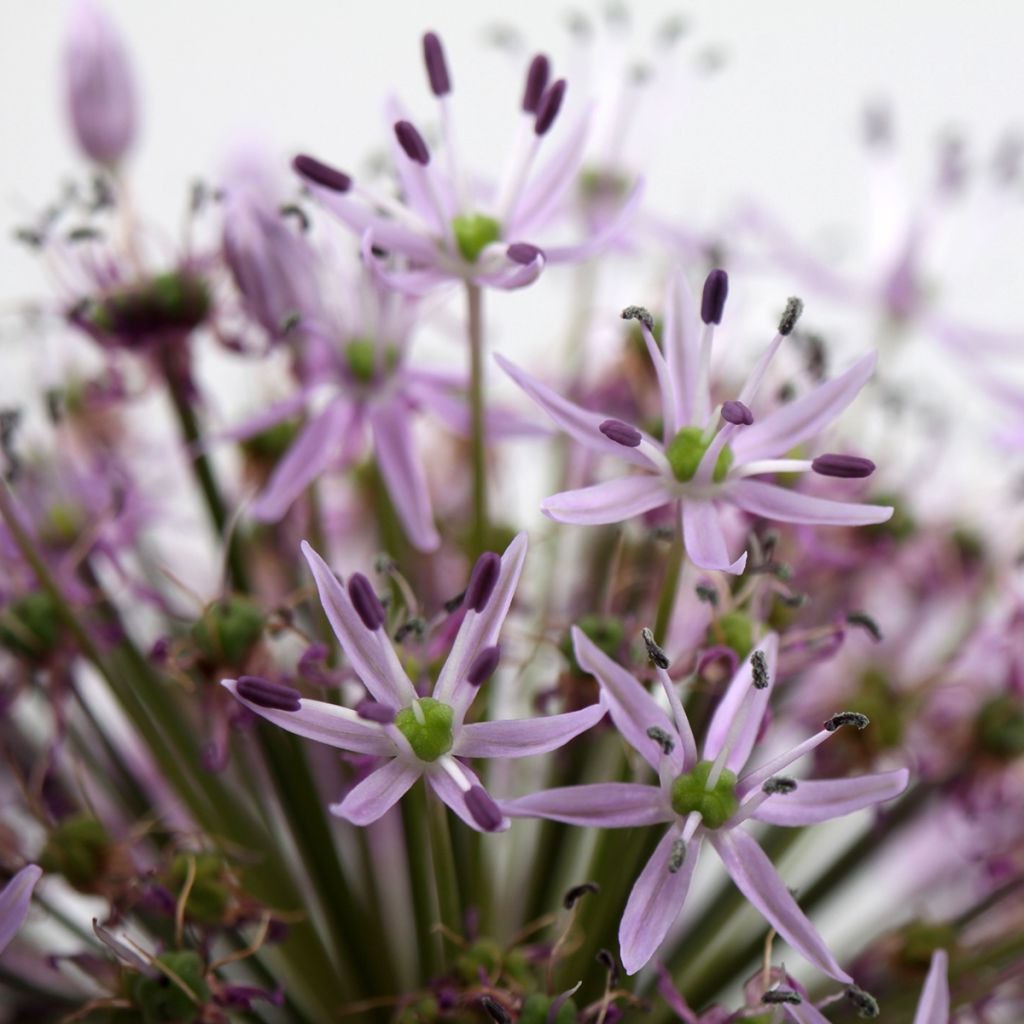 Ail d'ornement Etoile de Perse - Allium christophii ou albopilosum