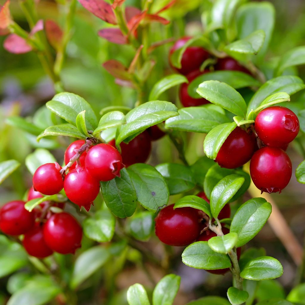 Airelle rouge Red Pearl - Vaccinium vitis-idaea