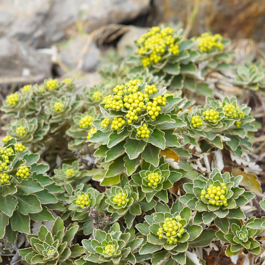 Ajania pacifica Gold and Silver - Chrysanthème du Pacifique