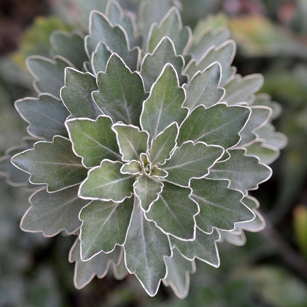 Ajania pacifica Gold and Silver - Chrysanthème du Pacifique