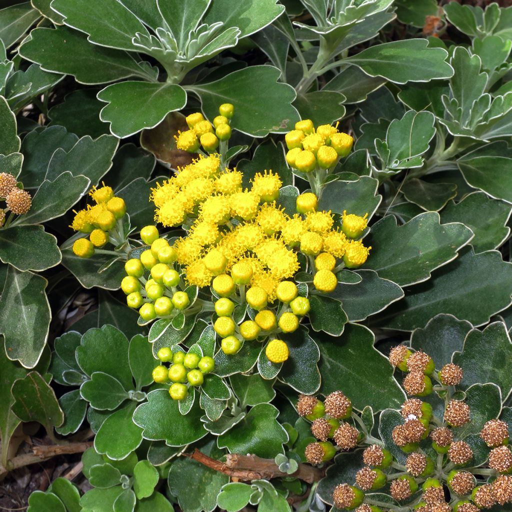 Ajania pacifica Gold and Silver - Chrysanthème du Pacifique