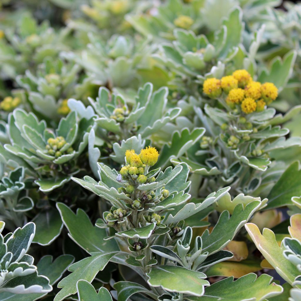 Ajania pacifica Gold and Silver - Chrysanthème du Pacifique