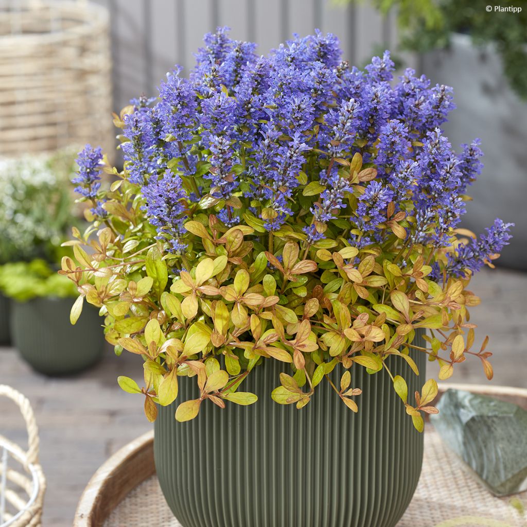 Ajuga Feathered Friends Fancy Finch - Bugle rampante