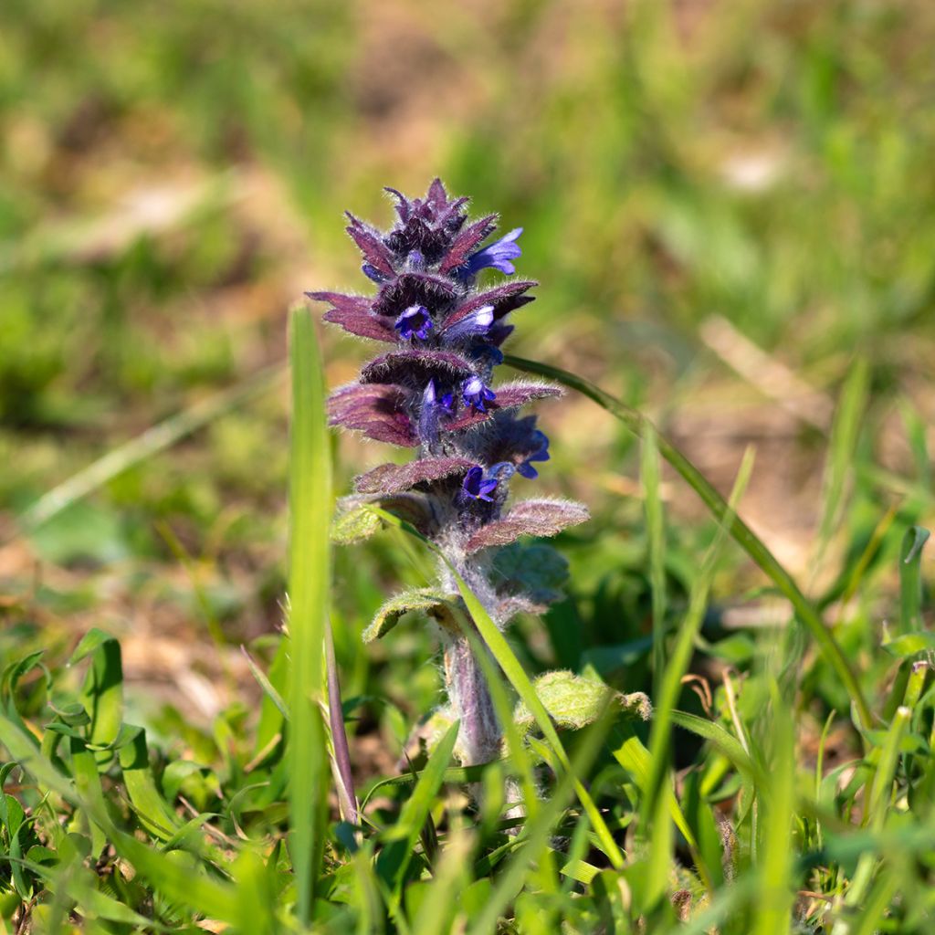 Ajuga pyramidalis