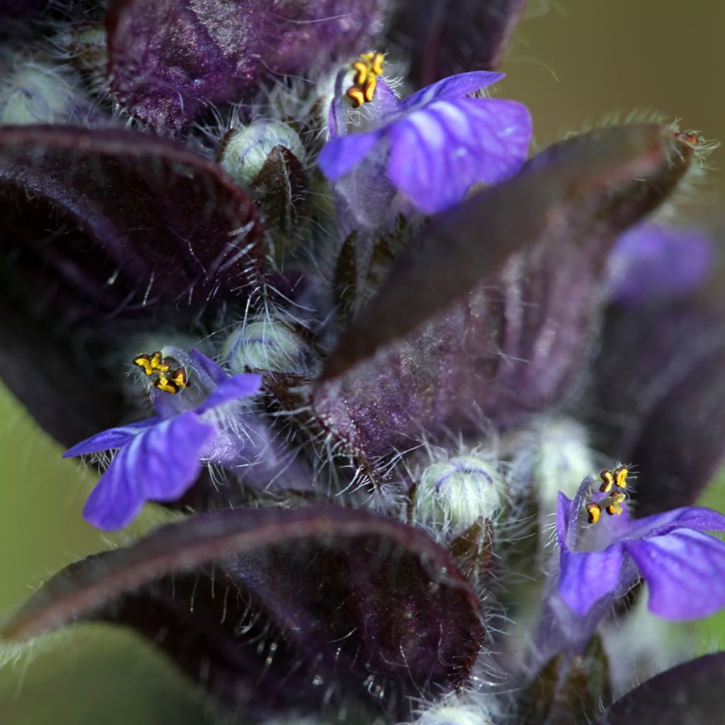 Ajuga pyramidalis