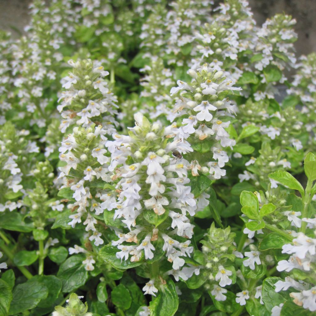 Ajuga reptans Sanne - Bugle rampant