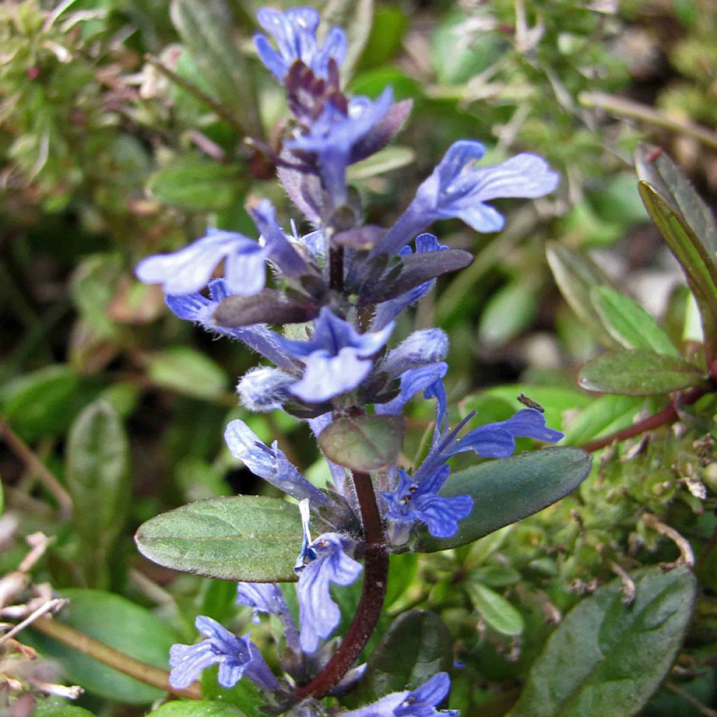 Ajuga tenorei - Bugle