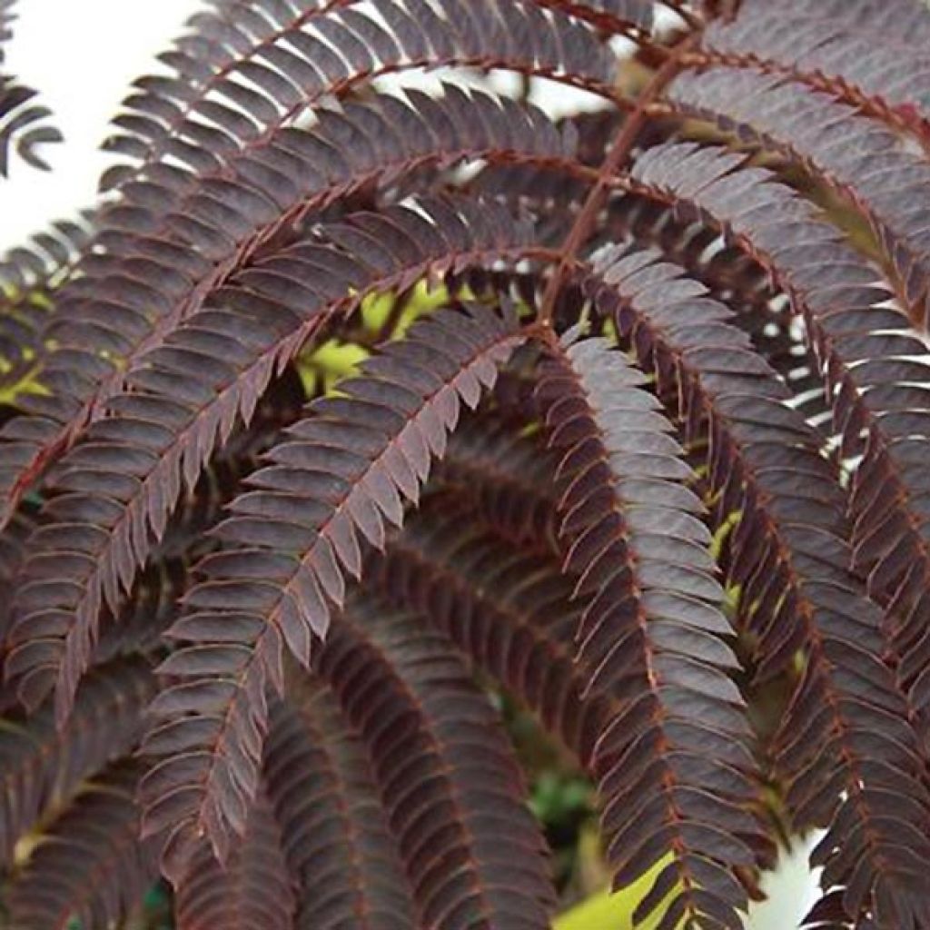 Albizia julibrissin Chocolate Fountain - Arbre à soie