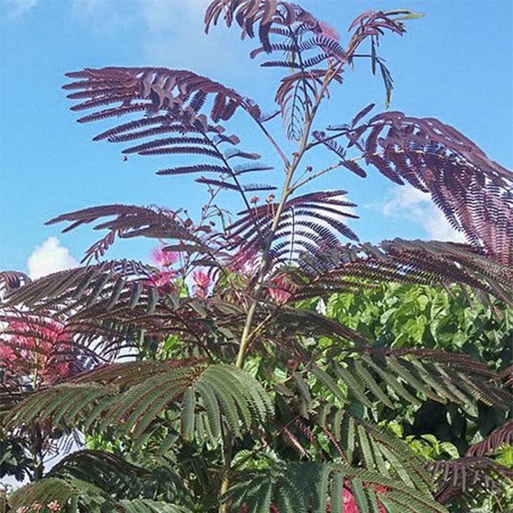 Albizia julibrissin Evey's Pride - Arbre de soie