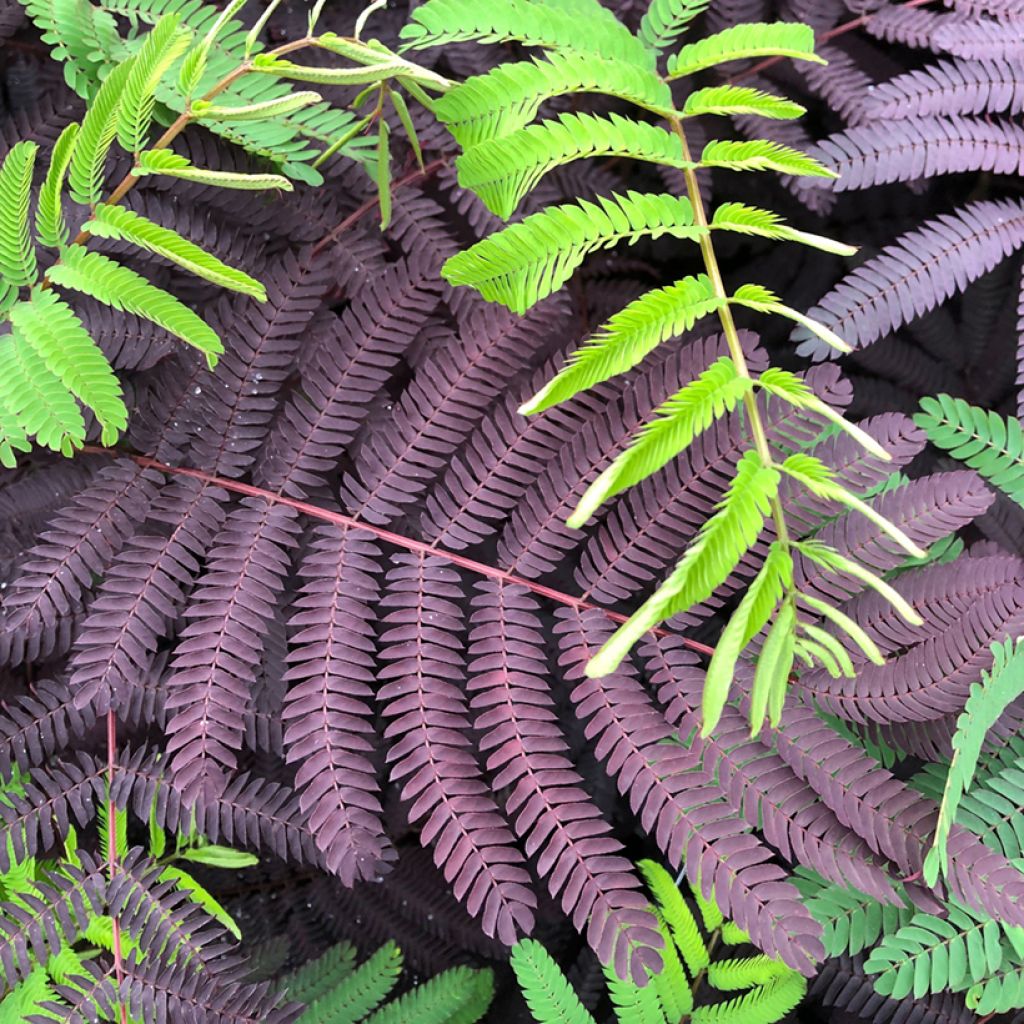 Albizia julibrissin Summer Chocolate - Arbre à soie