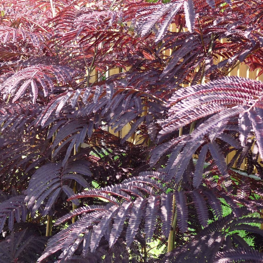 Albizia julibrissin Summer chocolate, arbre de soie