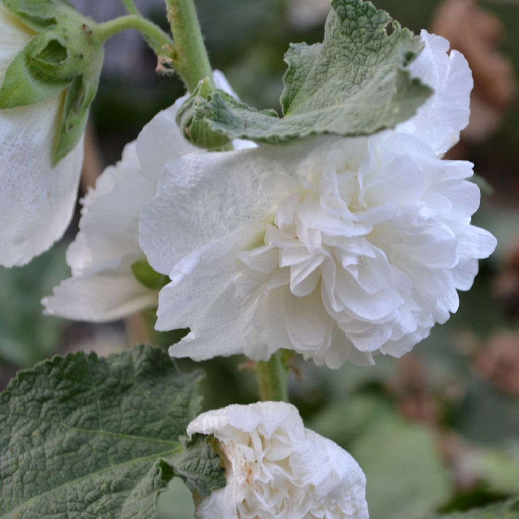 Rose trémière - Alcea rosea Chater's Double Blanc