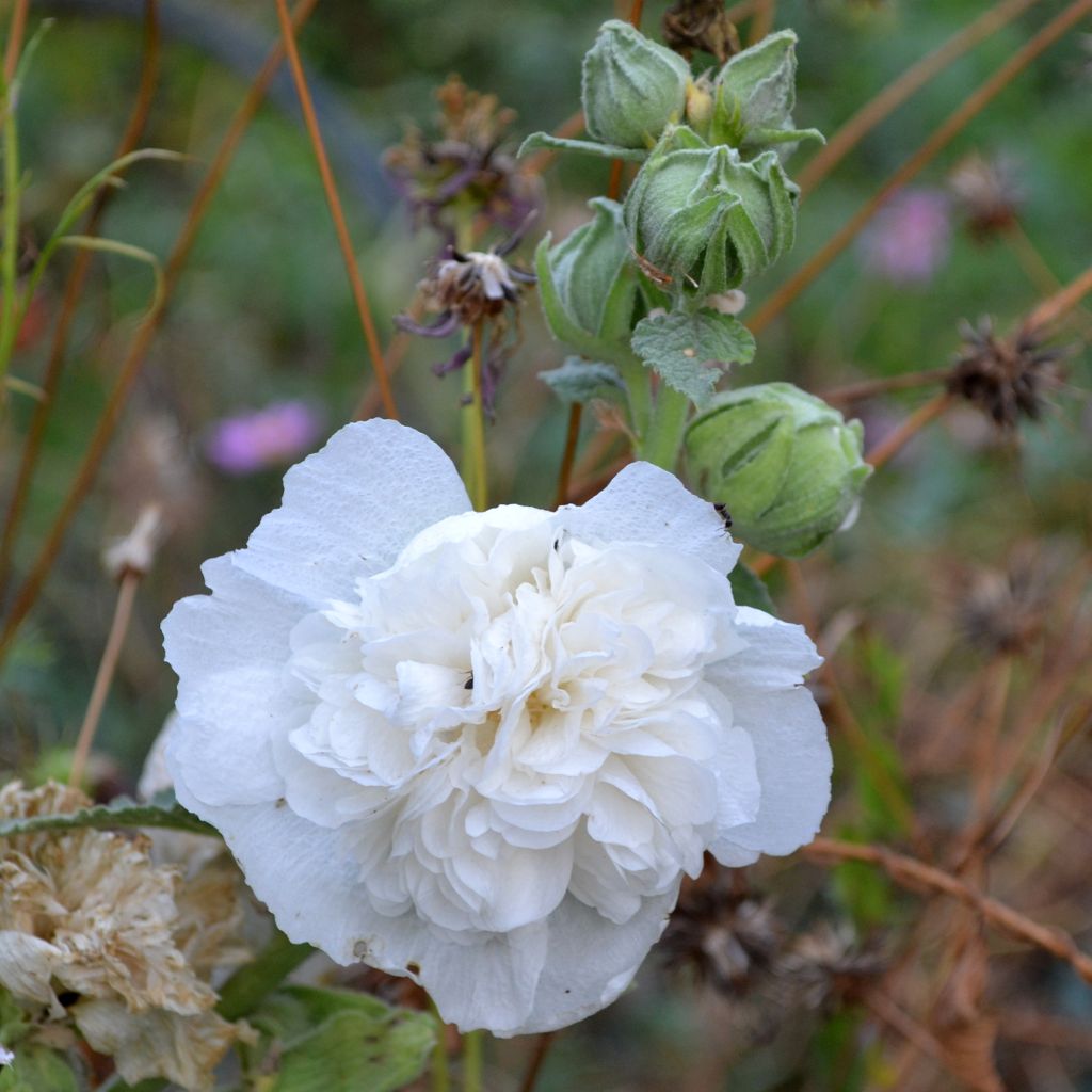 Rose trémière - Alcea rosea Chater's Double Blanc