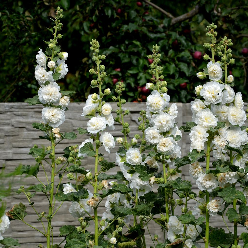 Rose trémière - Alcea rosea Chater's Double Blanc