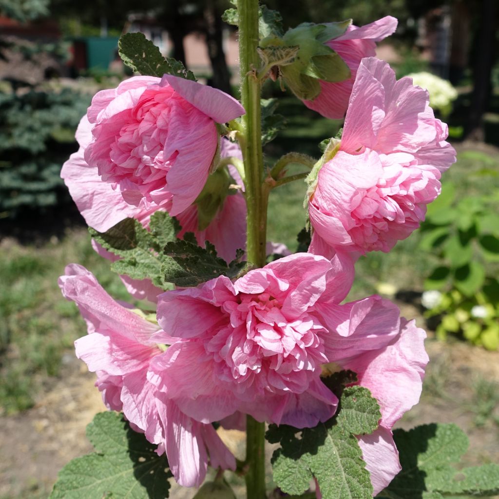 Rose trémière - Alcea rosea Chater's Double Rose