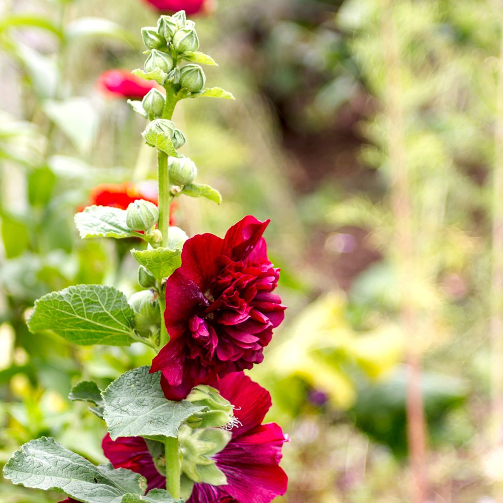 Rose Trémière - Alcea rosea Chater's Double rouge