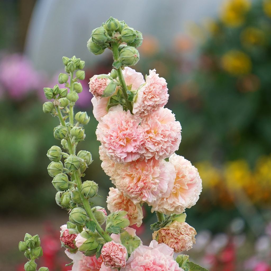 Rose trémière - Alcea rosea Chater's Double saumon