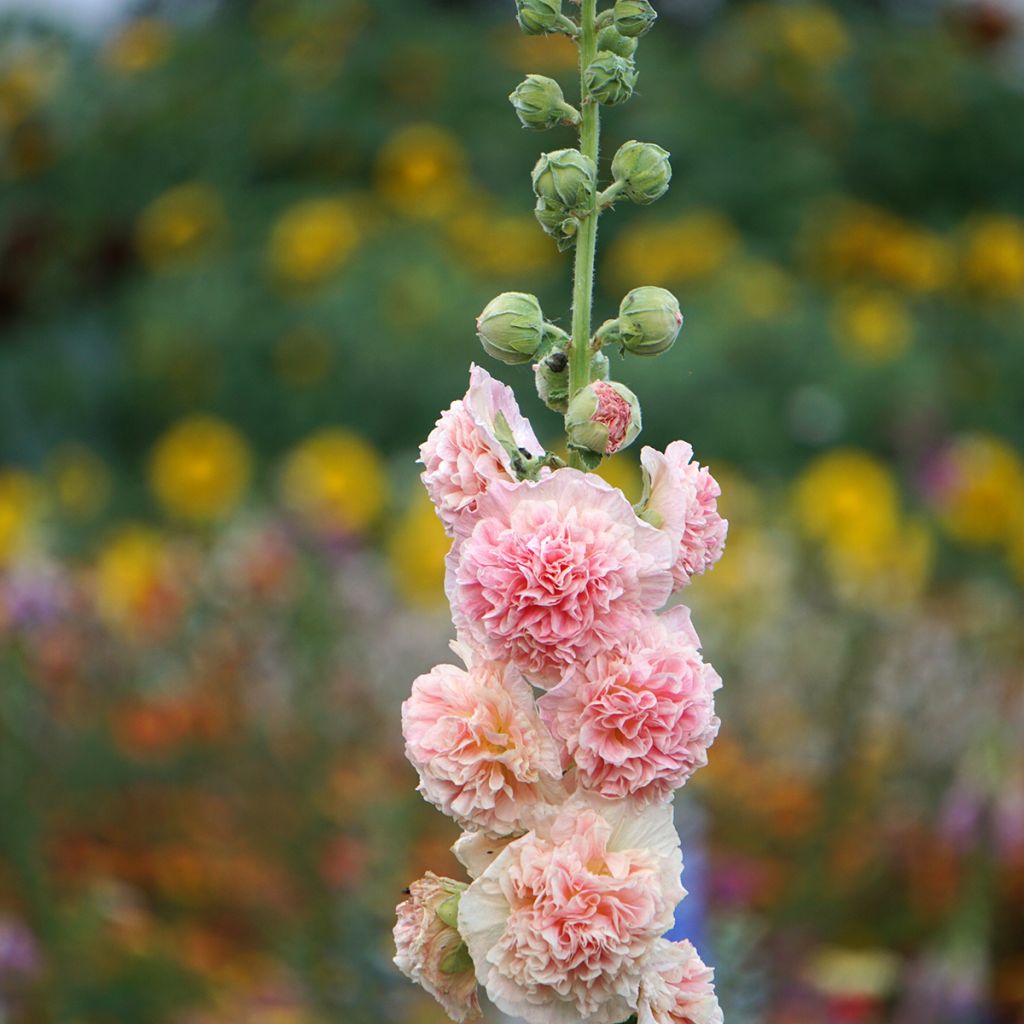 Rose trémière - Alcea rosea Chater's Double saumon