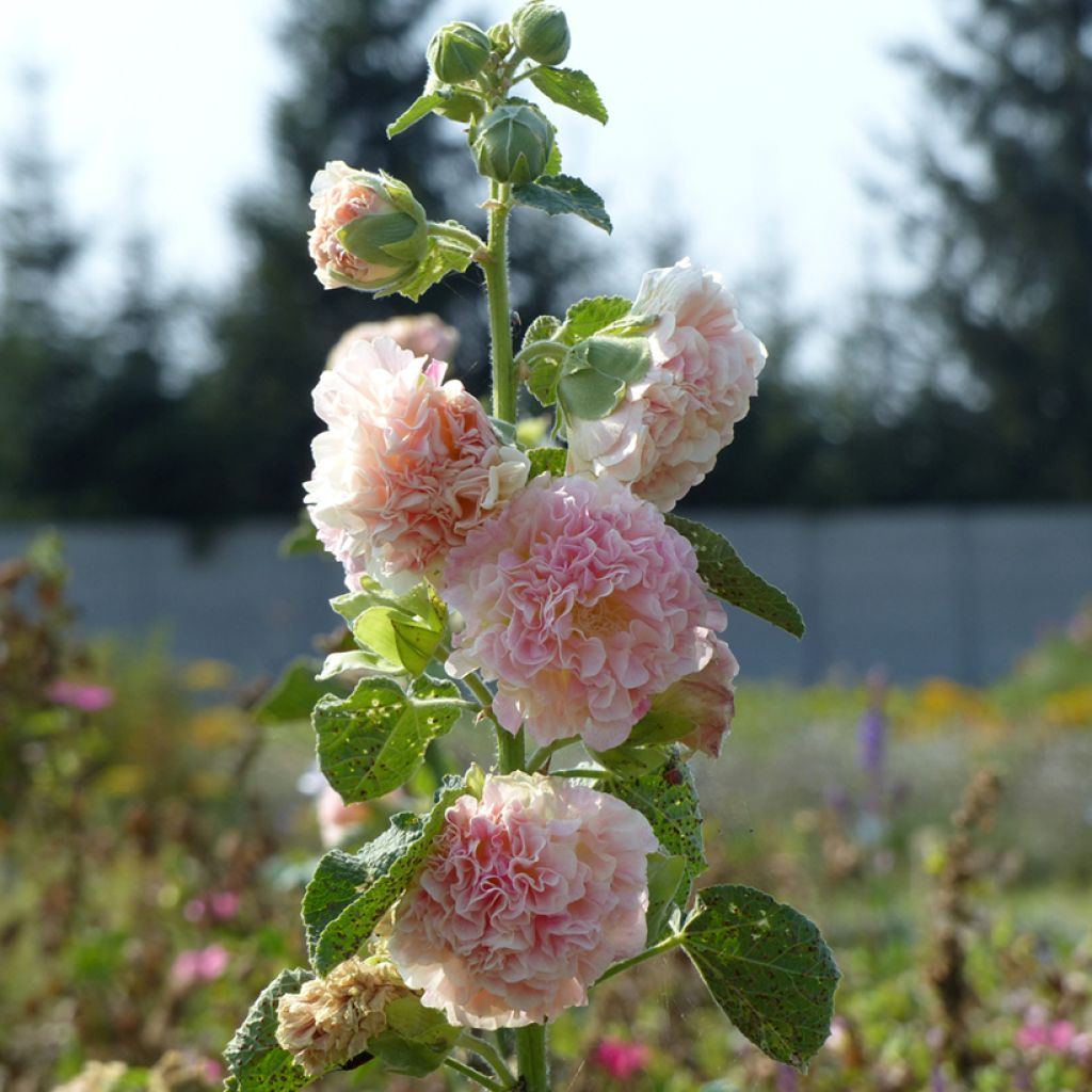 Graines de Rose trémière Peaches N Dreams - Alcea rosea