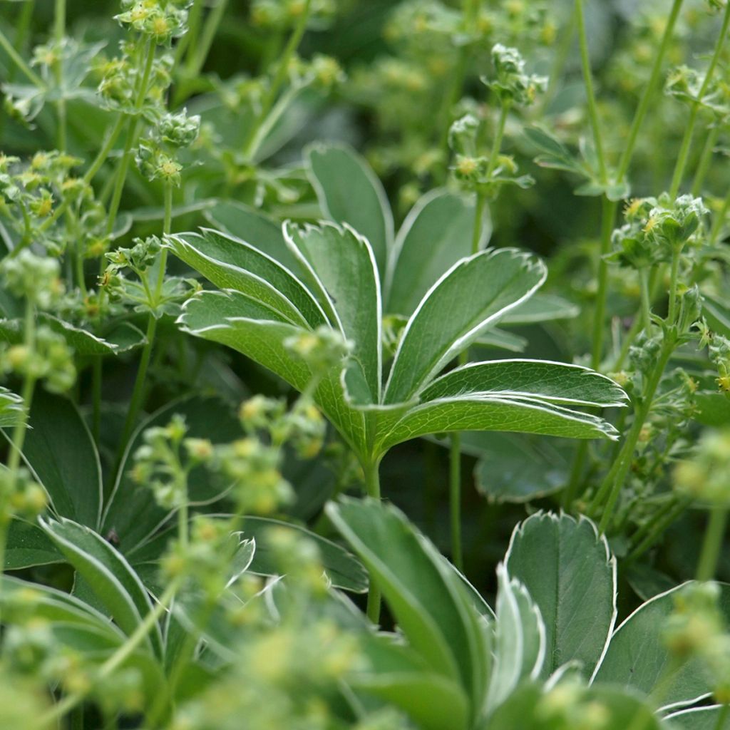 Alchemilla alpina - Alchémille des Alpes