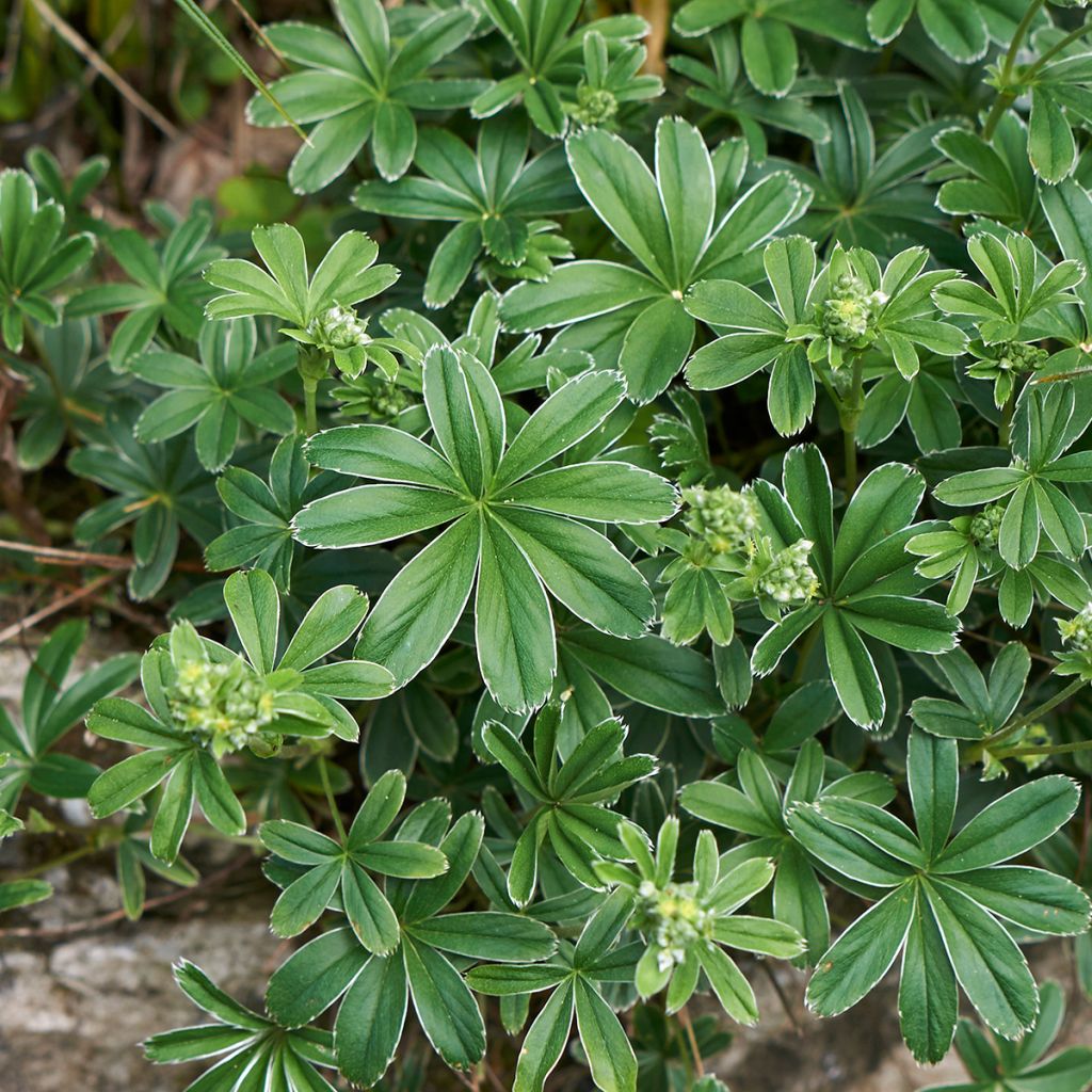 Alchemilla alpina - Alchémille des Alpes